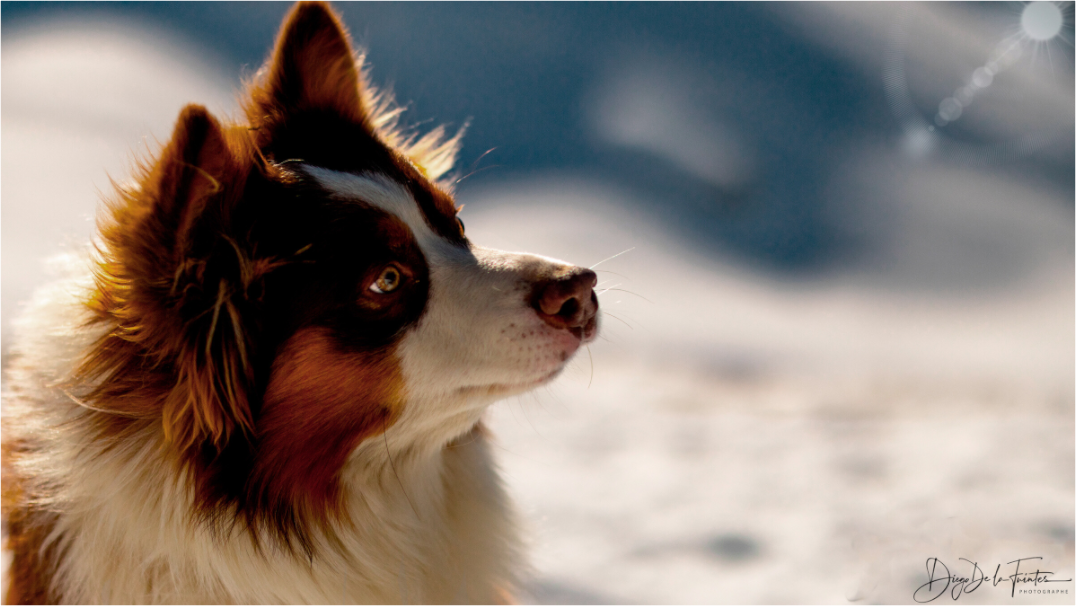 Main image Tableau Photographique Canin