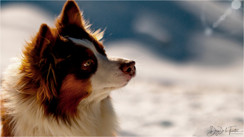 Tableau Photographique Canin