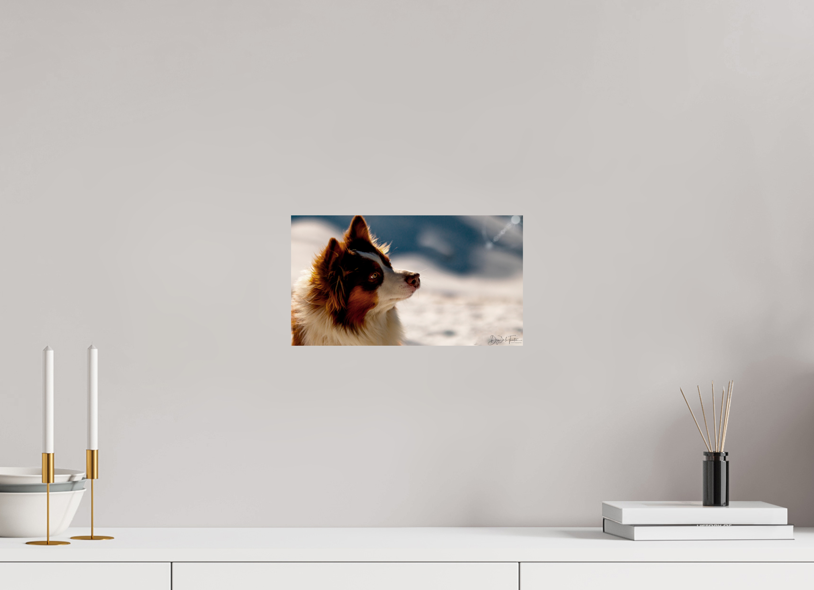 32 x 18 cm, Diego De la Fuintes Tableau Photographique Canin