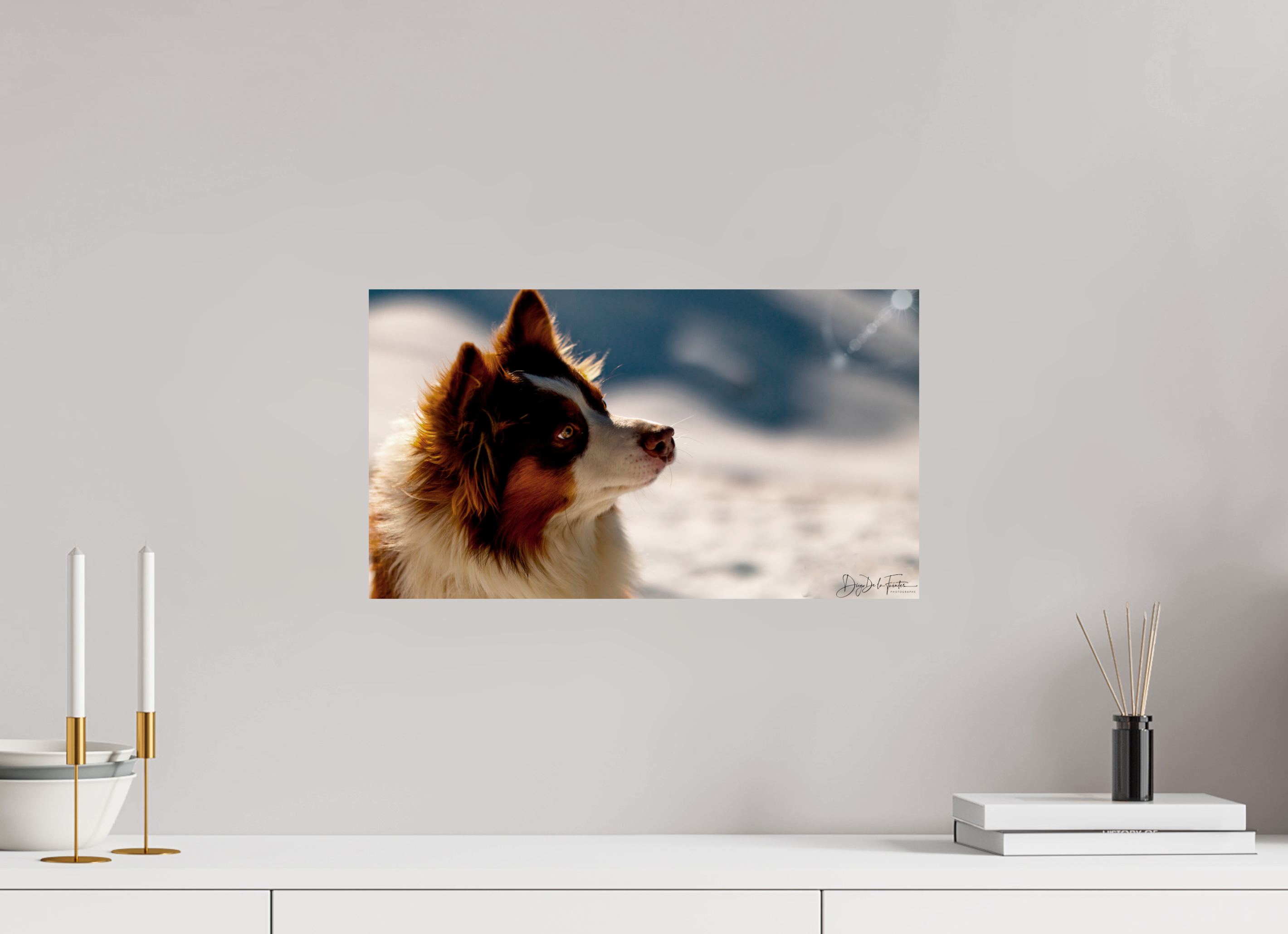 48 x 27 cm, Diego De la Fuintes Tableau Photographique Canin