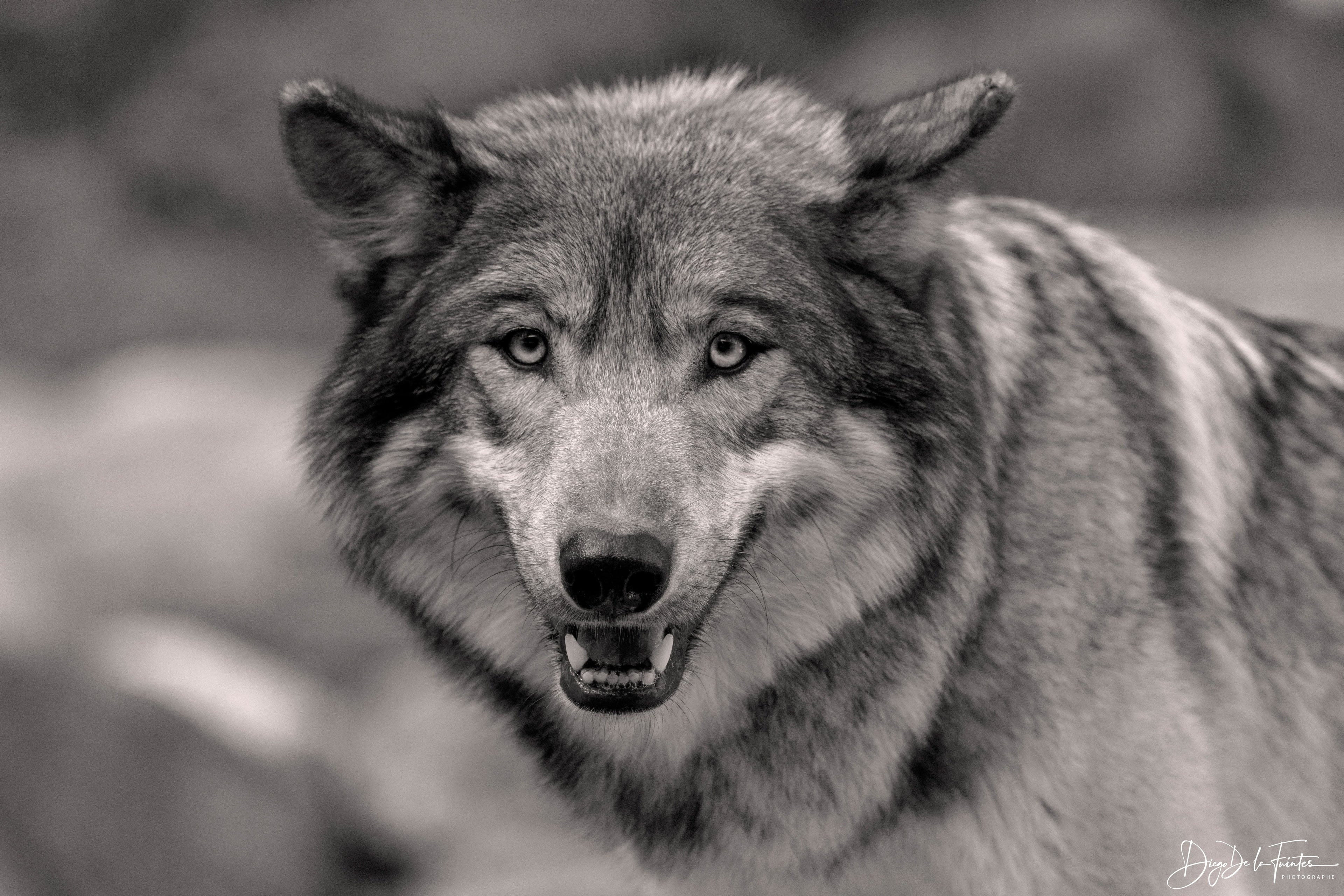 Regard sauvage