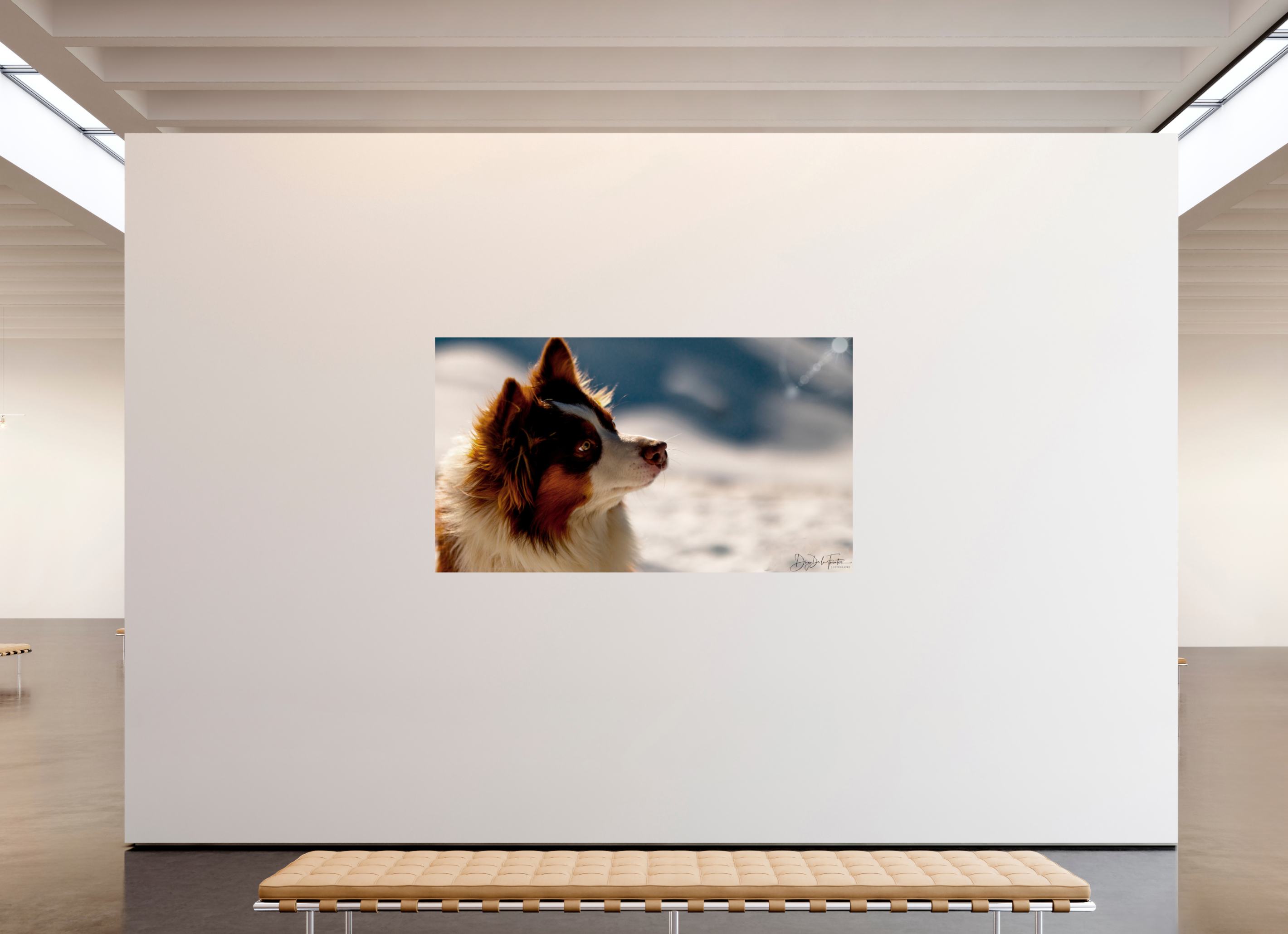 208 x 117 cm, Diego De la Fuintes Tableau Photographique Canin