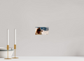 16 x 9 cm, Diego De la Fuintes Tableau Photographique Canin