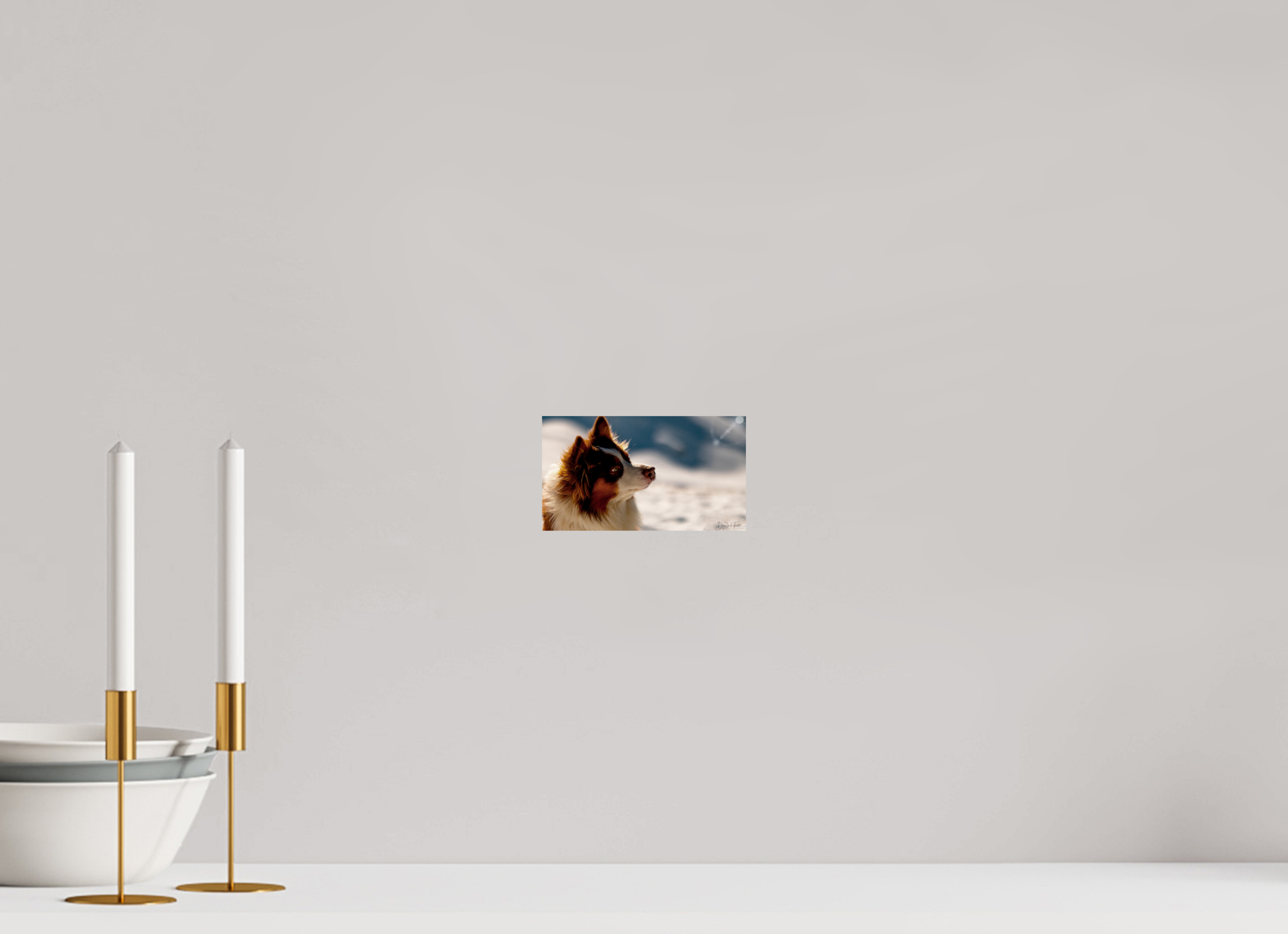 16 x 9 cm, Diego De la Fuintes Tableau Photographique Canin